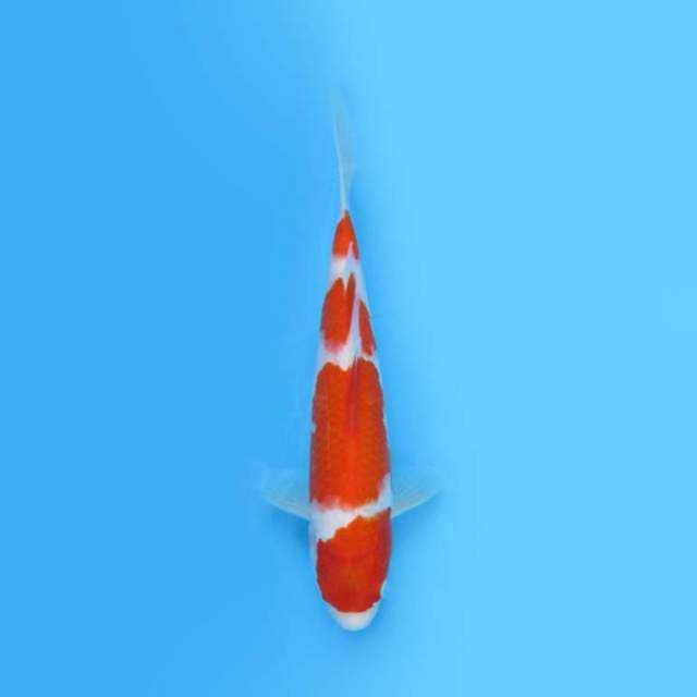 KOHAKU 28 CM