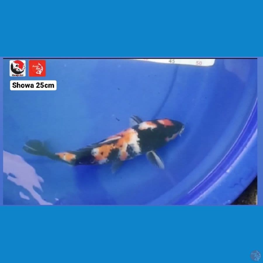 SHOWA 25CM --- CANAYA KOI FARM