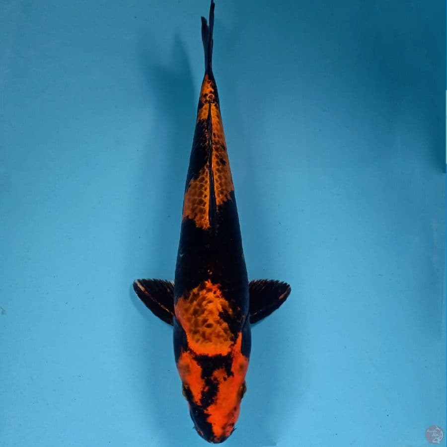 kage hi utsuri, 33 cm