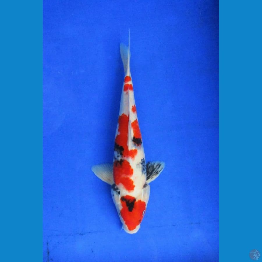 showa ±30 cm
