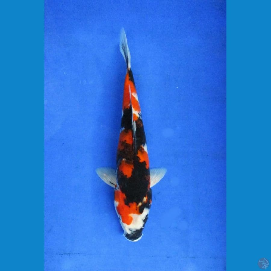 showa ±30 cm