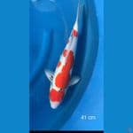 Sanke Doit murni 41 cm
