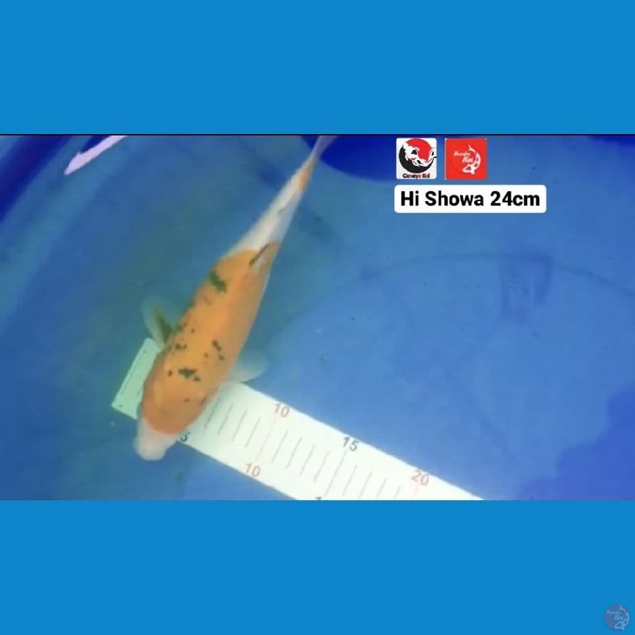 HI SHOWA 24cm --- CANAYA KOI FARM