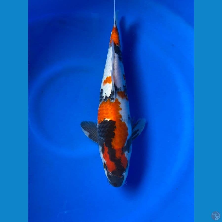 showa 35cm male F1 Shinoda