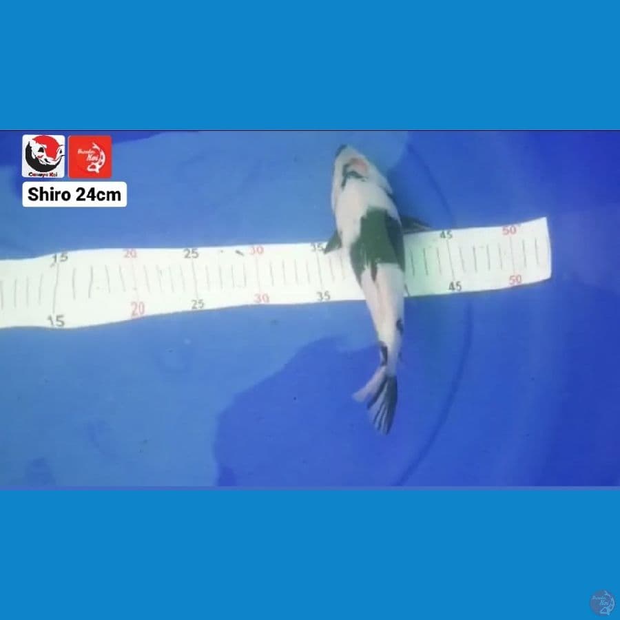 SHIRO 24CM --- CANAYA KOI FARM