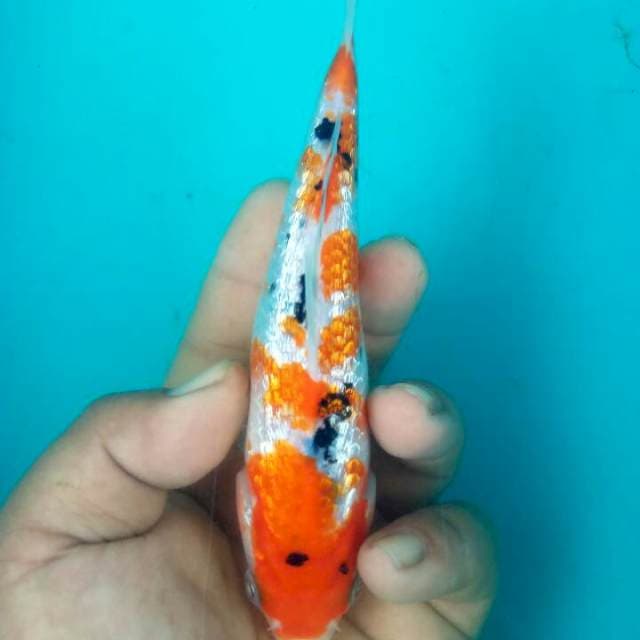BAHAN 15CM