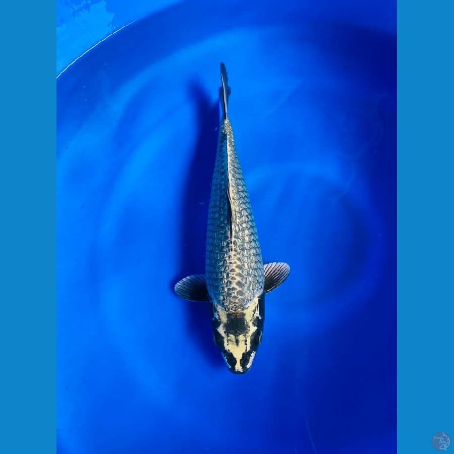 GINRIN MUKASI MALE 33CM 