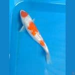 minon kohaku ginrin