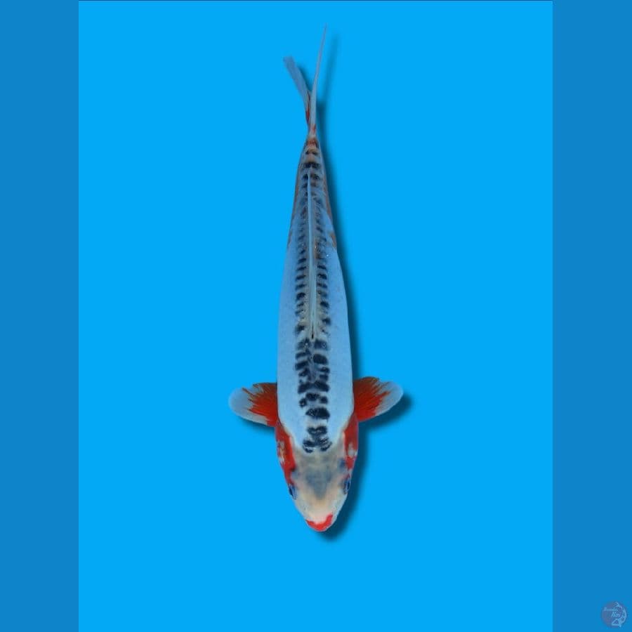 SHUSUI Female 35Cm