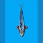 SHUSUI Female 35Cm 