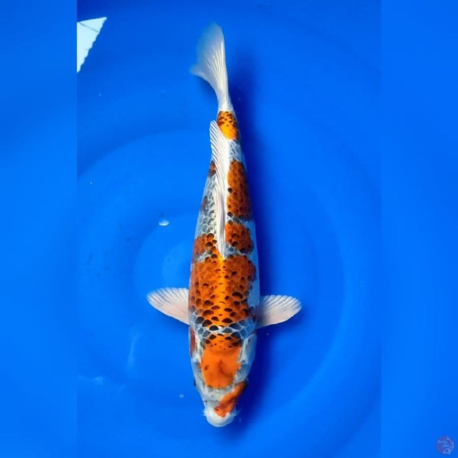 KUJAKU 41 Cm