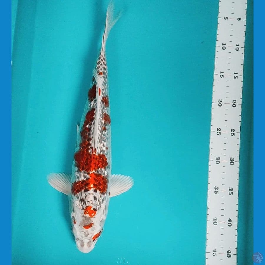 goshiki ginrin strong 40cm