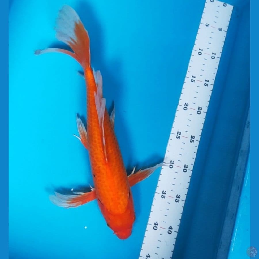 kumpay benigoi 37cm