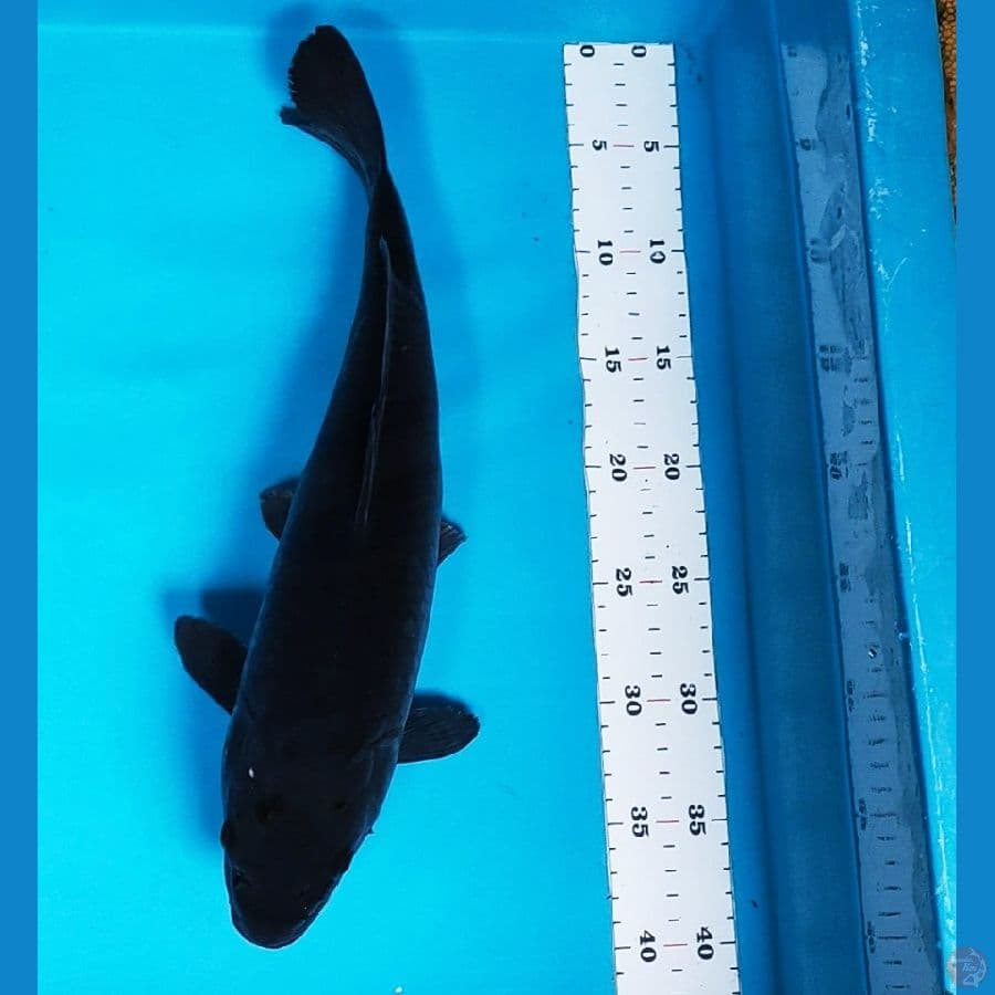 karashu 39cm