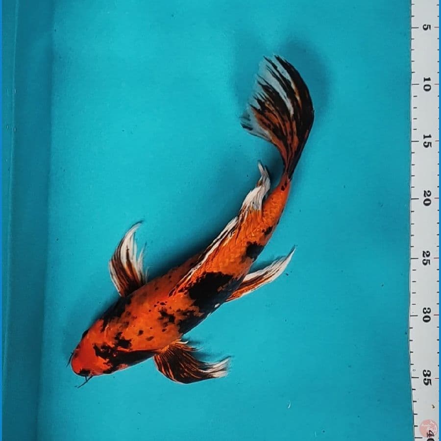 kumpay utsuri 34cm