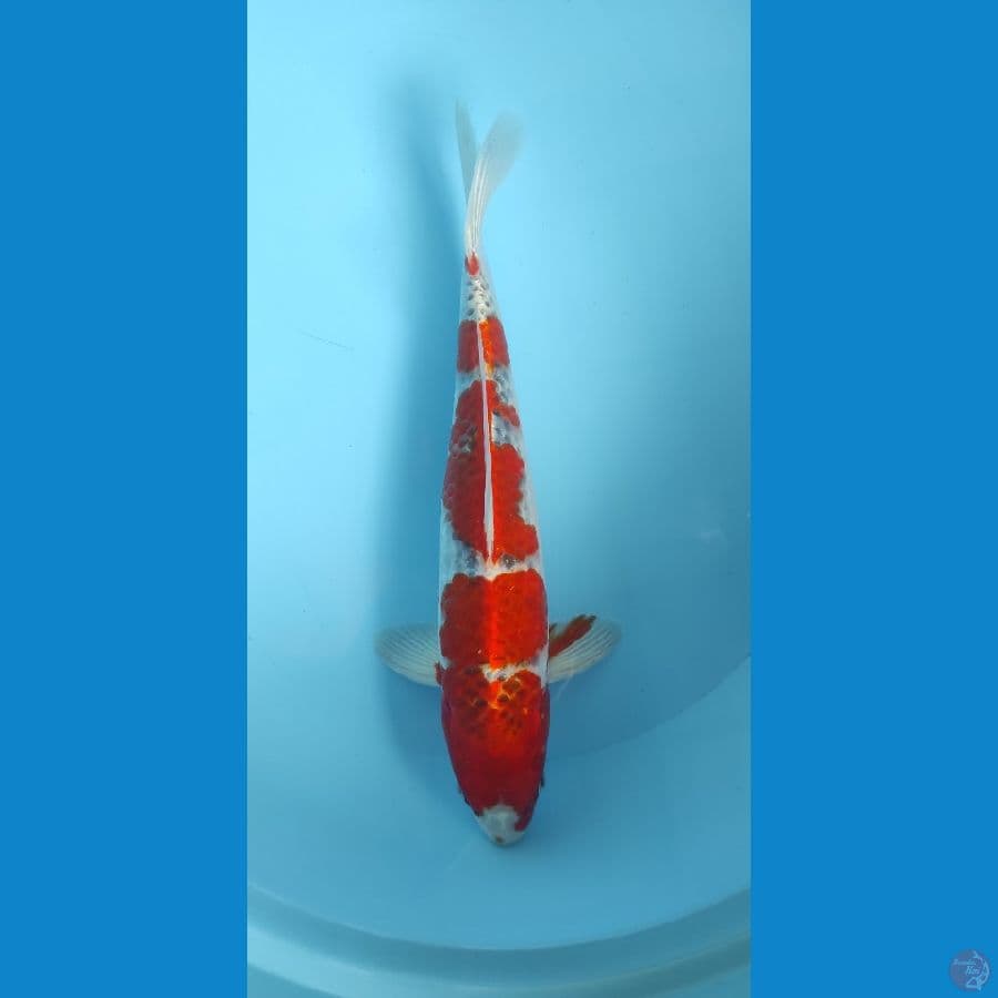Beni Kujaku 37cm Jantan