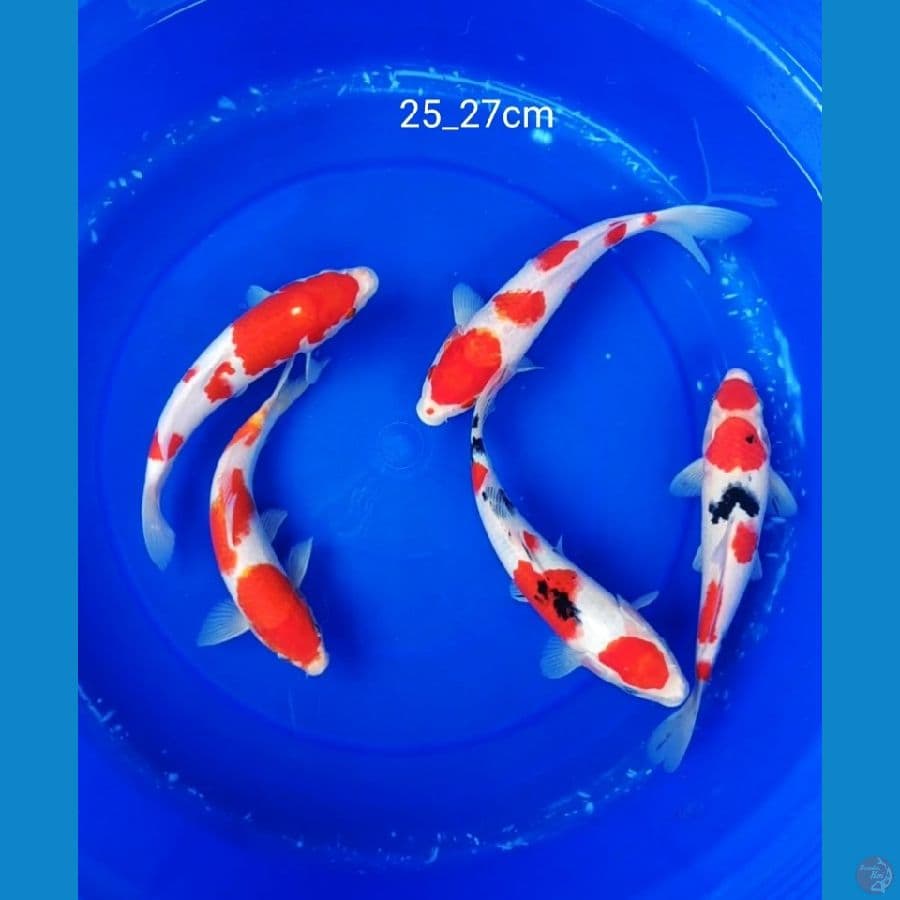 paket mix kohaku sanke