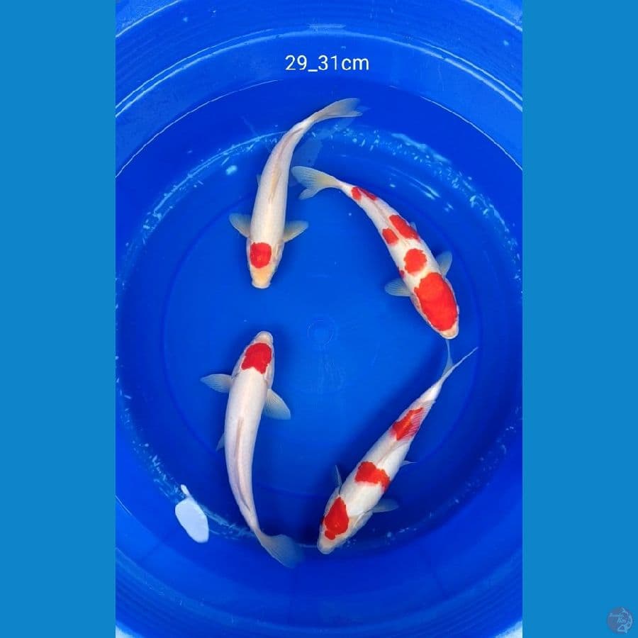 paket kohaku & tanco kohaku