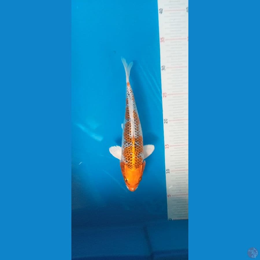 kujaku inazuma 24cm