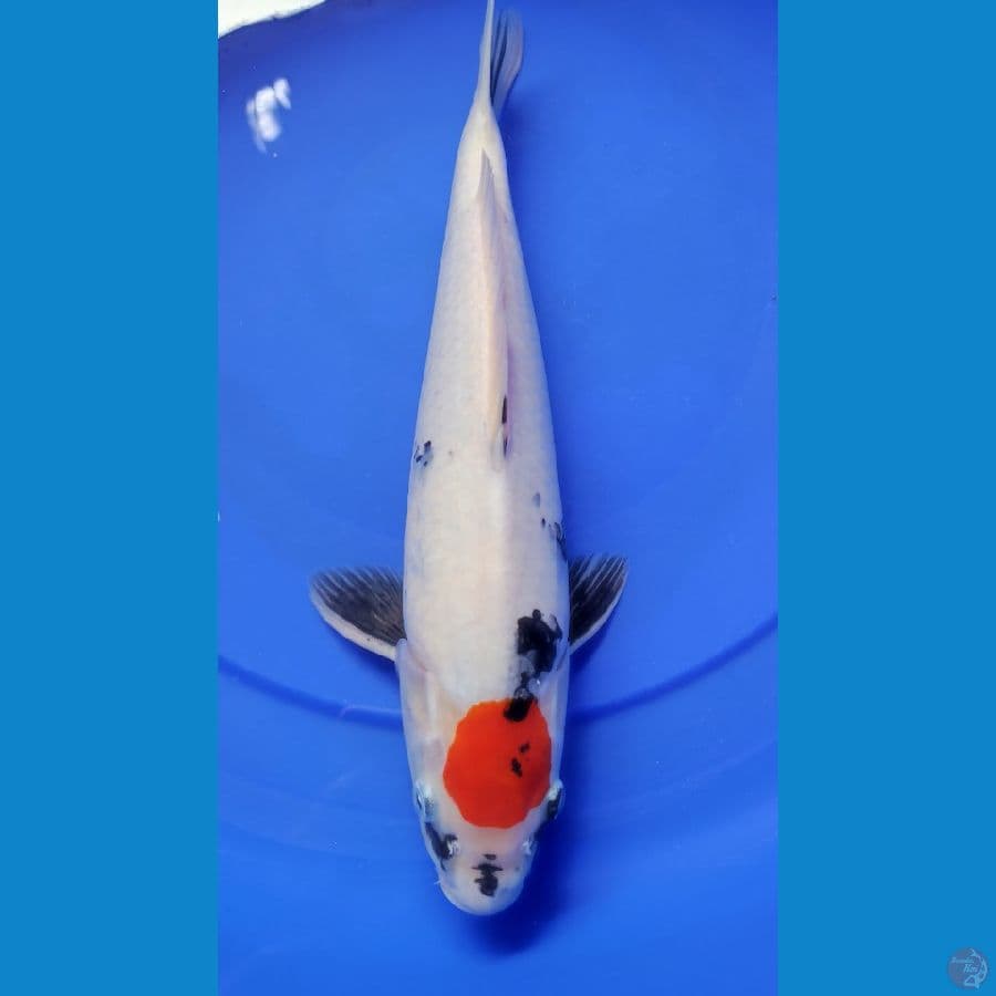 tanco showa 39 cm