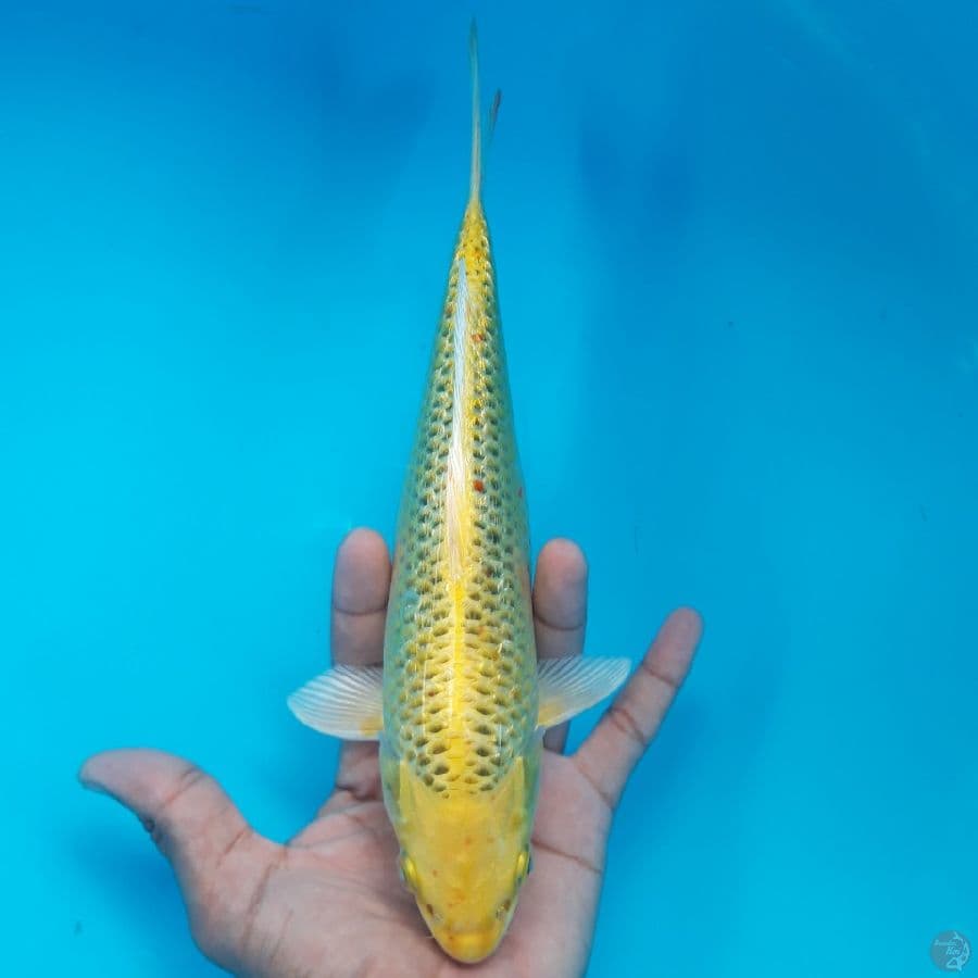 Ki Matsuba Ginrin 25cm
