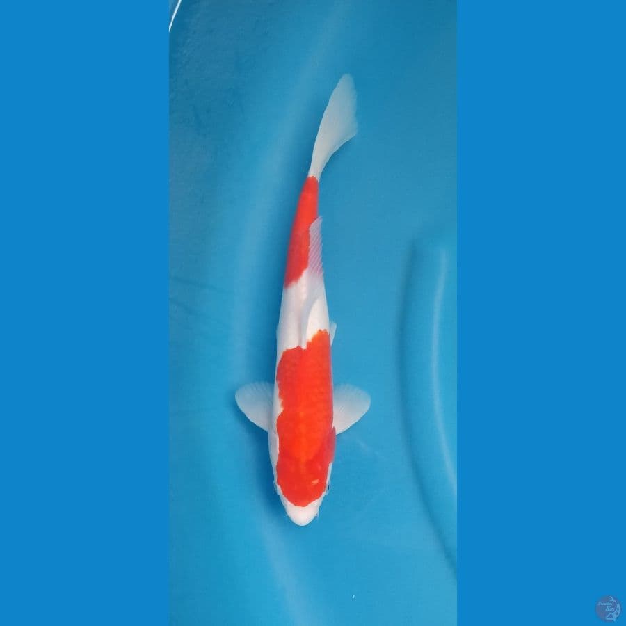 Kohaku