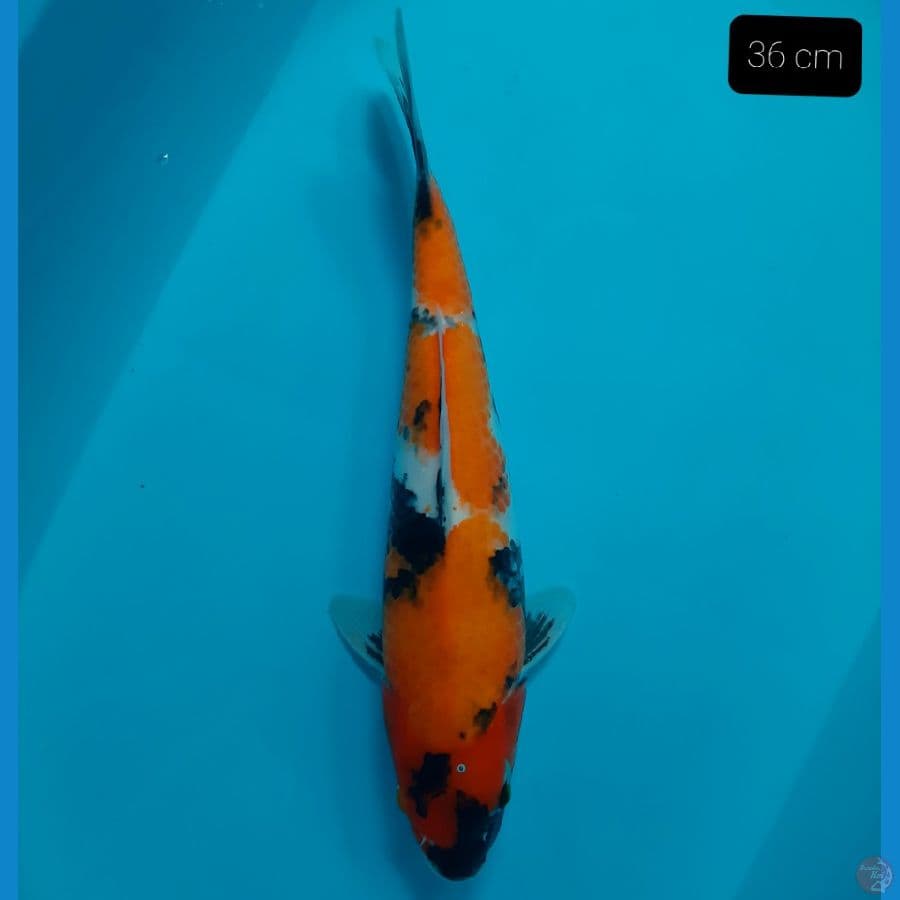 showa 36 cm