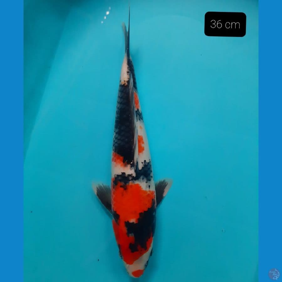 showa 36 cm