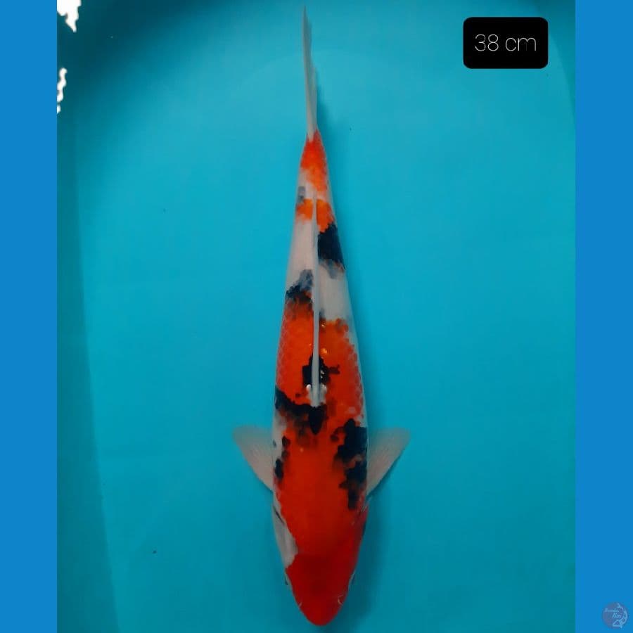 showa 38 cm