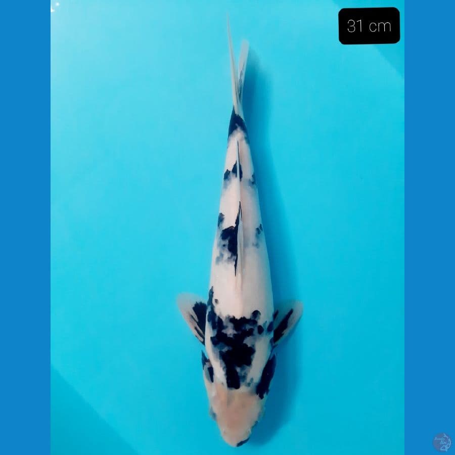 grade A shiro 31 cm