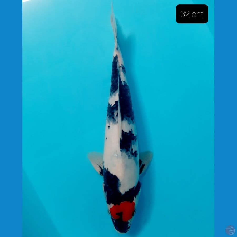 tancho ori showa 32 cm