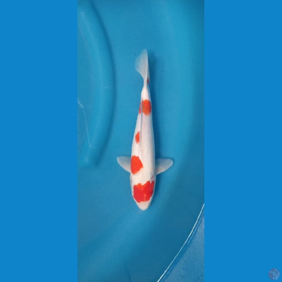 Kohaku