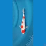 Kohaku