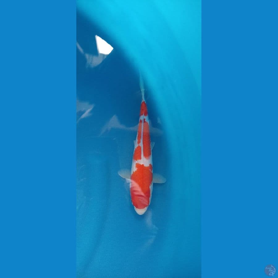 Kohaku 29/F