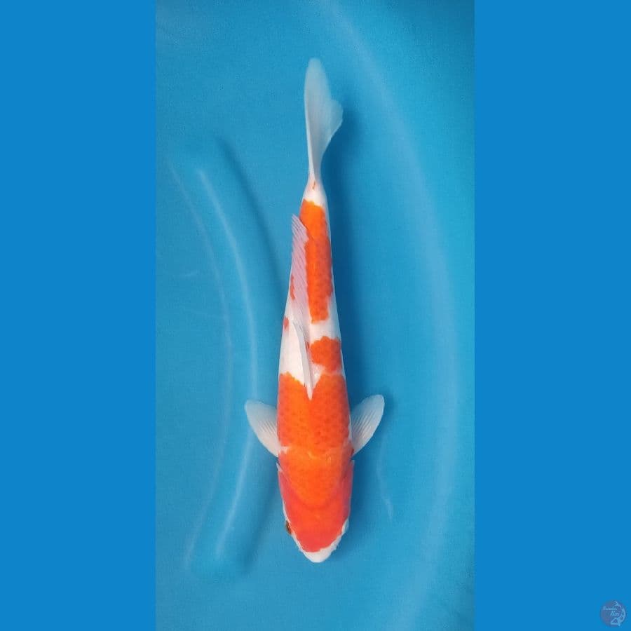 Kohaku
