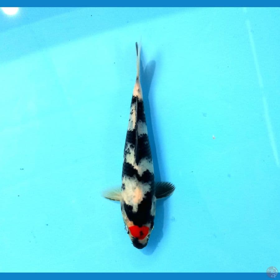 tancho showa 18cm