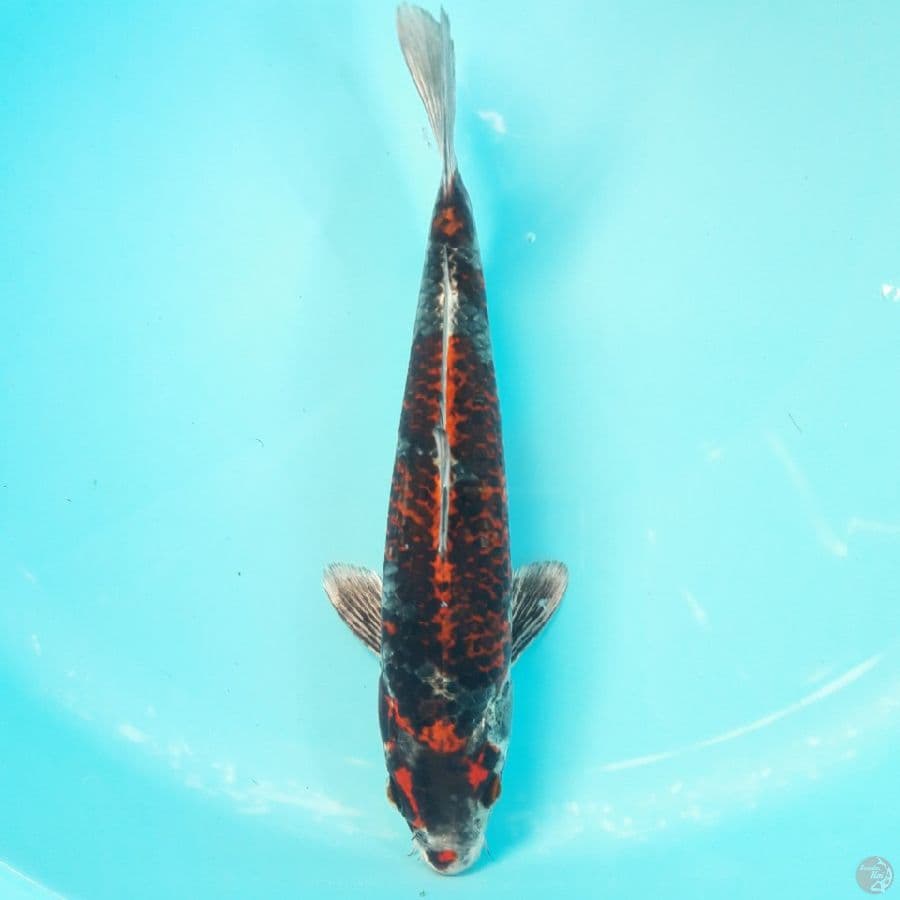Beni Gingga 28cm