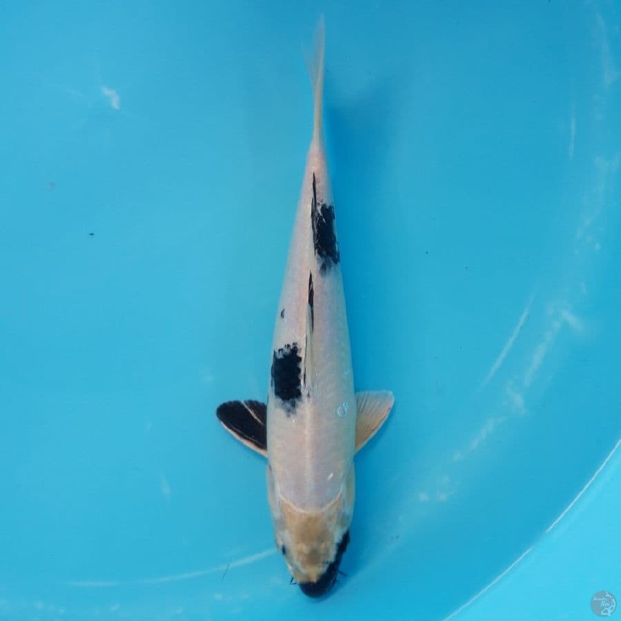 Gin Shiro Tategoi 25cm