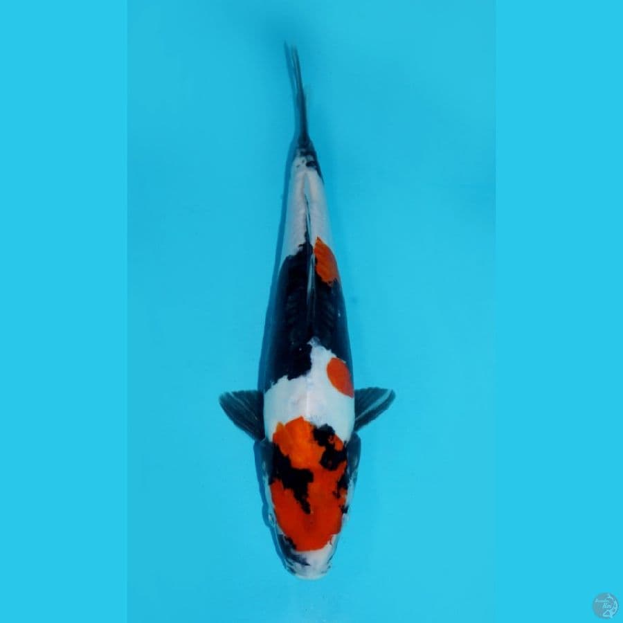 SILK KIMONO - SHOWA DOITSU, 30CM