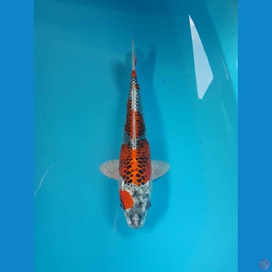 kujaku 30cm