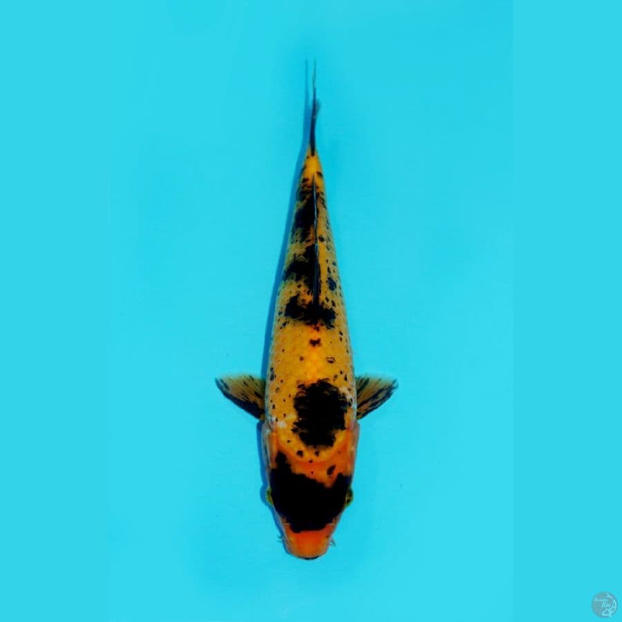 HATTORI-KAWARIMONO, 25 CM