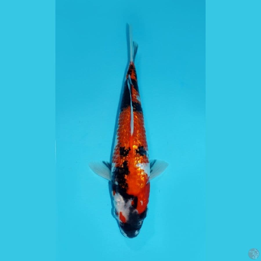 RED DIAMOND-SHOWA GINRIN, 27 CM