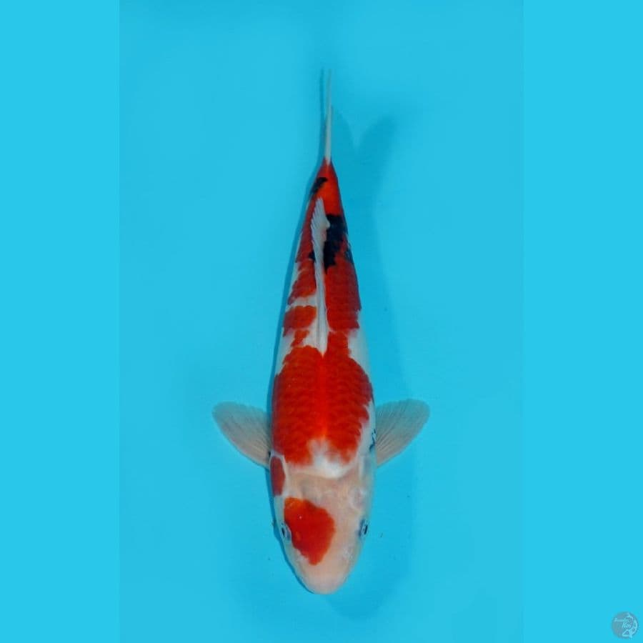 HATTORI - MARUTEN SHOWA, 32CM