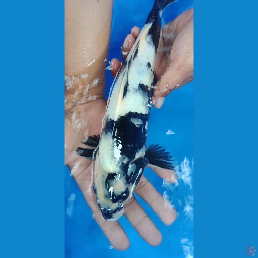 shiro