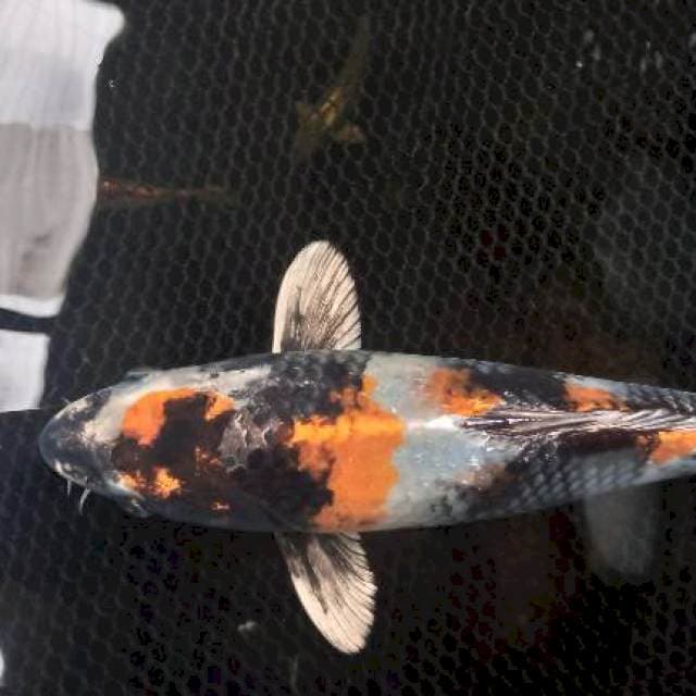 Kin Showa 25Cm SQ