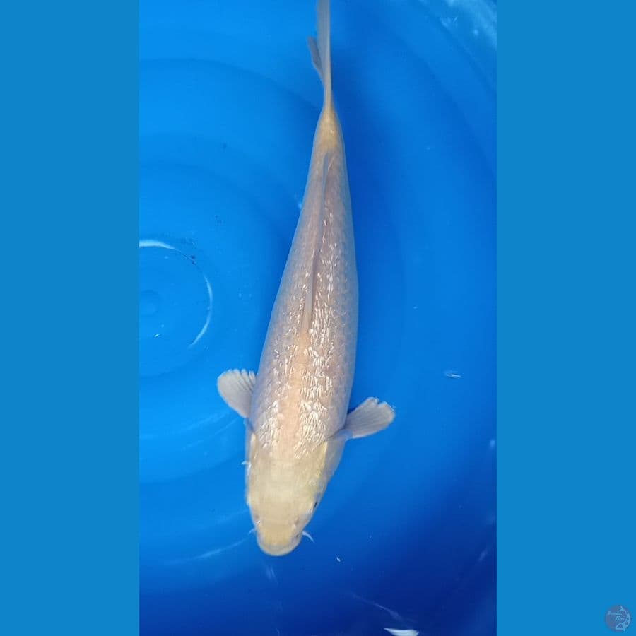 karasi ginrin 40 cm
