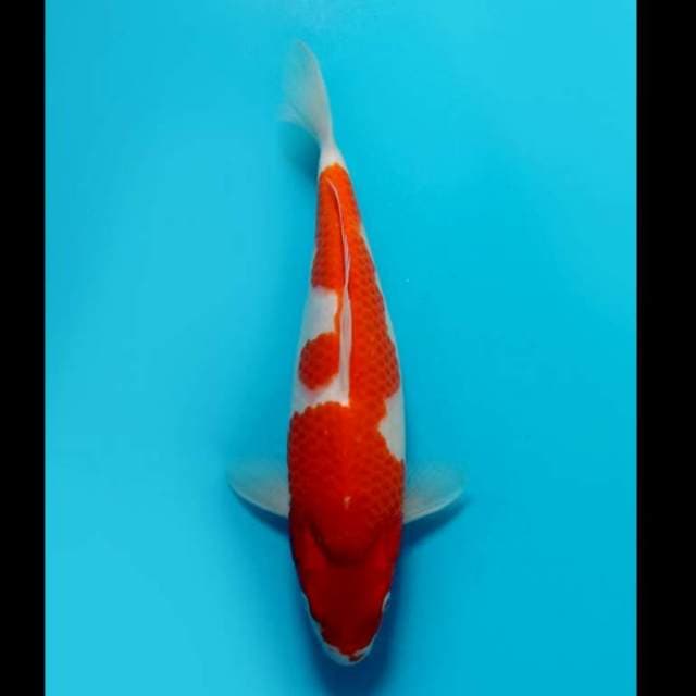 (35cm) KOHAKU BULKY ORIGINAL - TOSAI