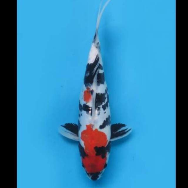 (32cm) KINDAI SHOWA DOITSU - TOSAI 