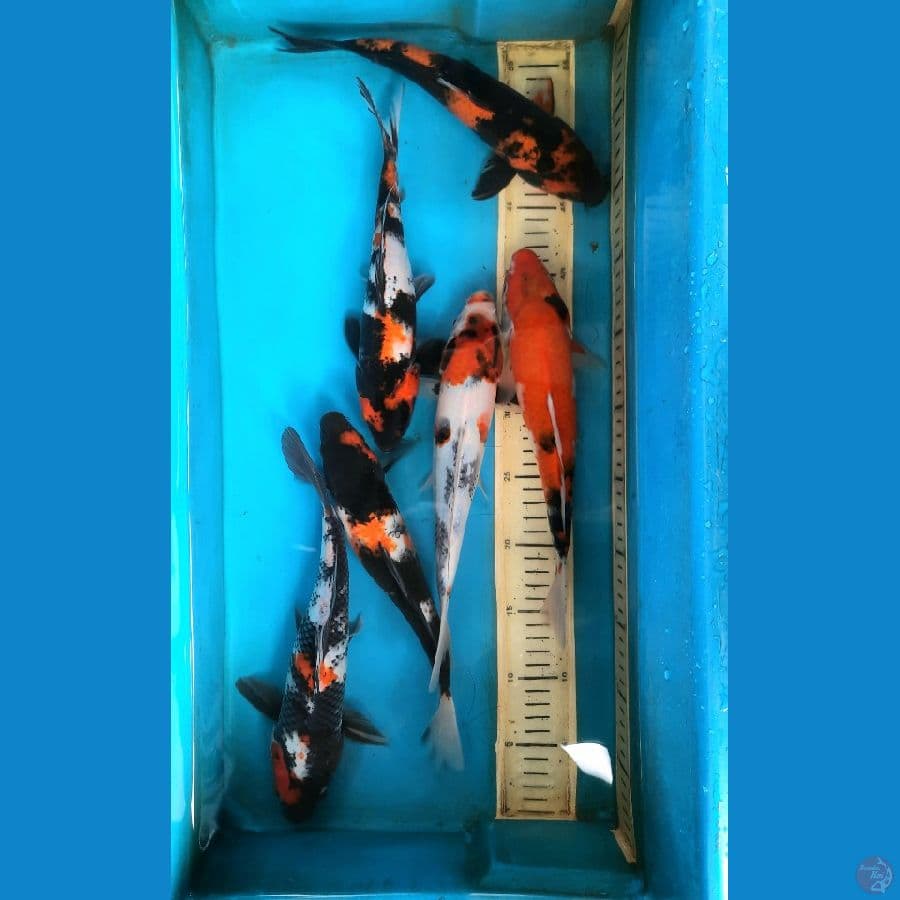 6 ekor Mix 25-29cm