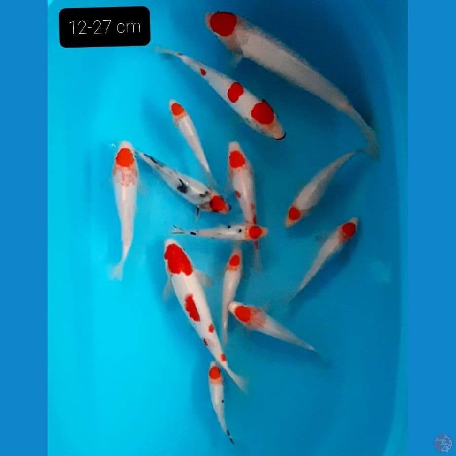 paket 13 ekor 12-27 cm